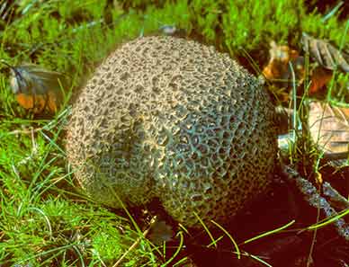 A Common Earthball fungus