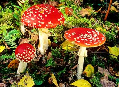 A group of Fly Agaric fungi