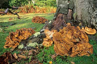 Giant Polypore on the edge of Denny Wood