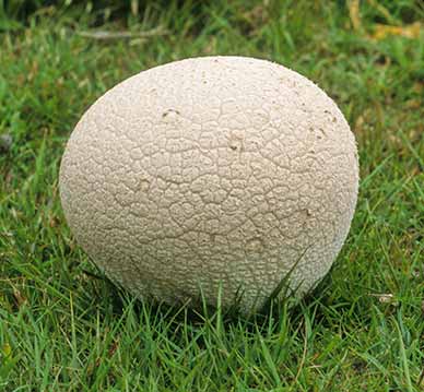 A football-sized Giant Puffball on grassland near Denny Inclosure
