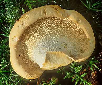 Hedgehog Fungus, showing the spines that give the species its name