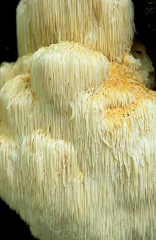 A Bearded Tooth fungus in all its majestic glory