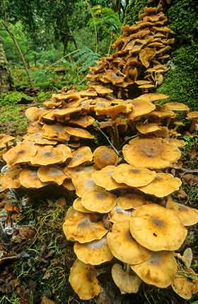 Honey Fungus sprawling up the trunk of an unfortunate host tree in Brinken Wood