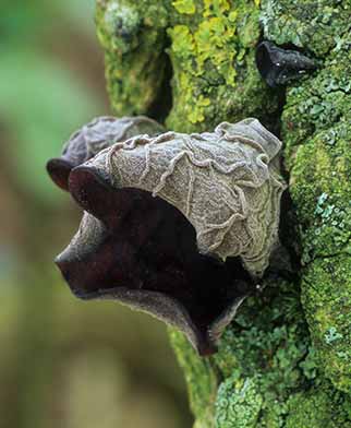A striking example of Jew's Ear fungus
