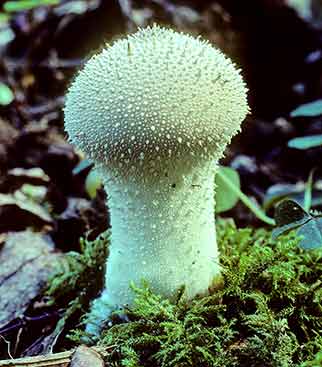 A Common Puffball in Pondhead Inclosure