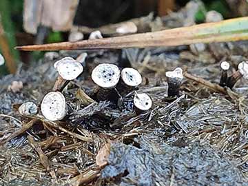 Nail fungus on pony dung in the New Forest  (Many thanks to Hannah Lou for this image)