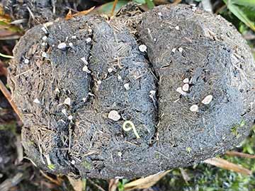 Nail fungus on pony dung in the New Forest  (Many thanks to Hannah Lou for this image)