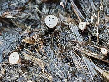 Nail fungus on pony dung in the New Forest  (Many thanks to Hannah Lou for this image)