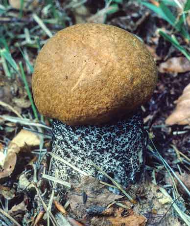 An Orange Birch Bolete, inevitably growing under birch, near the Park Pale