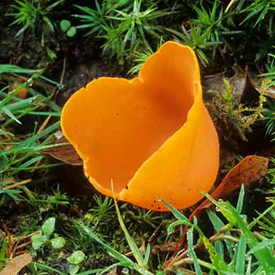 The absolutely appropriately named Orange-peel Fungus