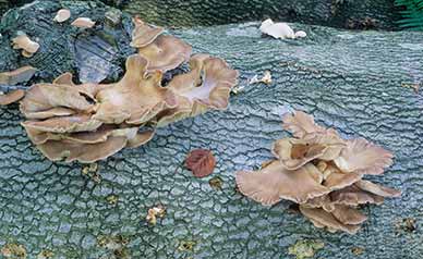 Oyster Mushrooms growing on a fallen beech trunk near Philip's Hill