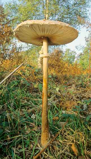 A typically tall-stemmed Parasol Mushroom