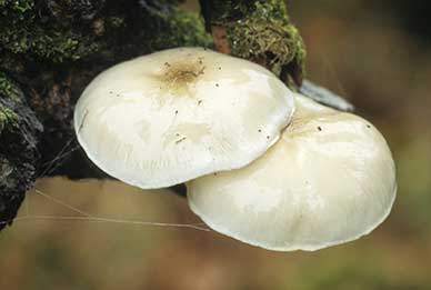 Porcelain Fungus