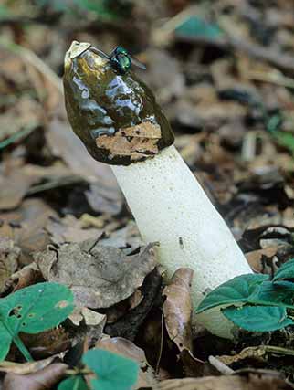 This stinkhorn has attracted a single fly to feast