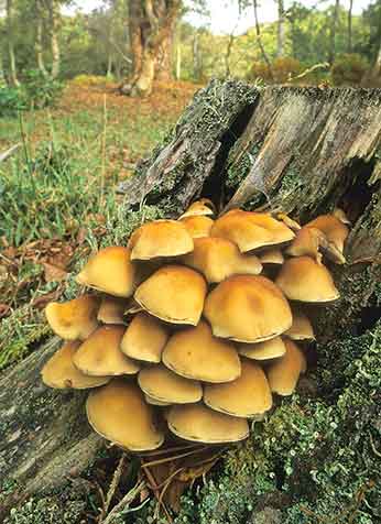 These Sulphur Tuft fungi may look attractive, but they are not edible