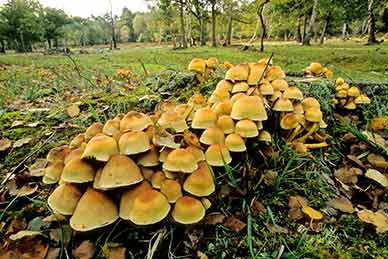 A cluster of Sulphur Tuft fungi in the drift-way at Parkhill