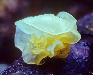 A Yellow Brain Fungus on gorse