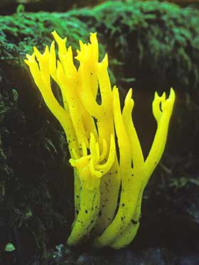 A striking example of Yellow Stags Horn Fungus