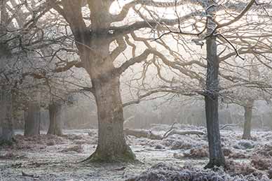 Ancient, unenclosed woodland at Brinken Wood
