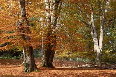 Ancient, unenclosed woodland: Burley Walk
