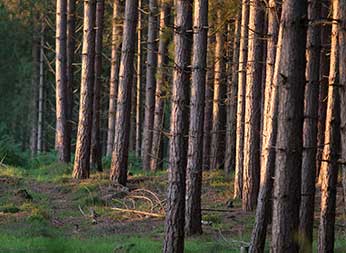 New Forest coniferous inclosures: Denny Inclosure