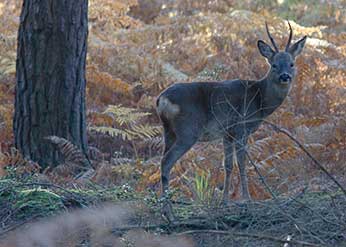 New Forest coniferous inclosures: roe buck