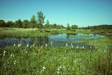 New Forest valley mires and other wetlands: Rowbarrow Pond