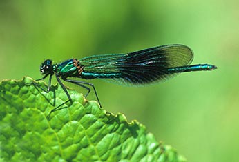 Mature male Banded Demoiselle - use a good Dragonfly Field Guide to separate Banded Demoiselles from Beautiful Demoiselles