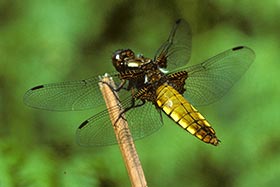 Female Broad-bodied Chaser