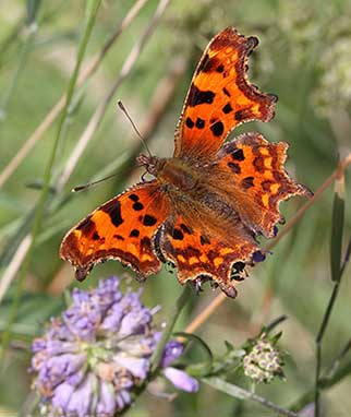 A beautifully patterned, ever-colourful Comma butterfly