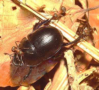 An unfortunate dor beetle that has attracted the attention of southern wood ants