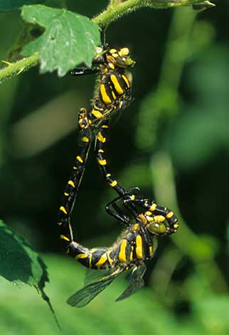 Golden-ringed Dragonflies mating in tandem