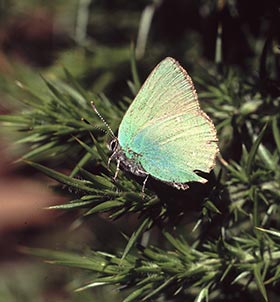 A Green Hairstreak perched in typical pose on gorse
