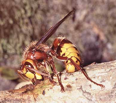 A hornet gorging on tree sap