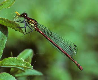 A Large Red Damselfly with prey item held firmly in the mouth