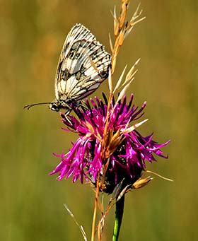 A Marbled White nectaring on knapweed