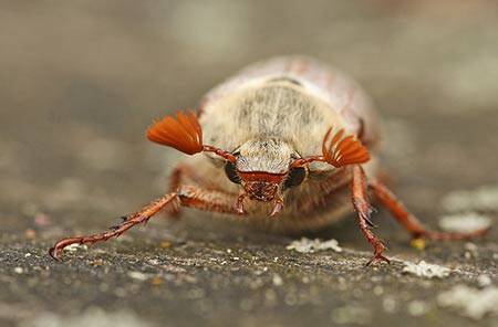 A handsome male Common Cockchafer or May Bug