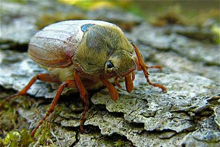 A Common Cockchafer or May Bug with its 'fan' closed