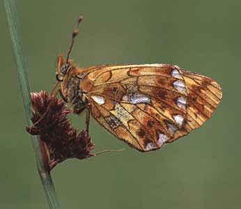 New Forest butterflies - pearl-bordered fritillary
