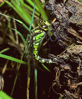 A southern hawker laying its eggs in or beside a piece of rotted water-side wood