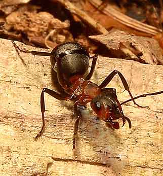 Southern wood ant