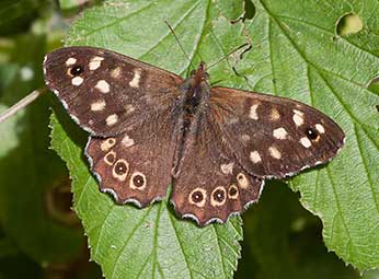 A Speckled Wood butterfly shows off its attractive wing markings