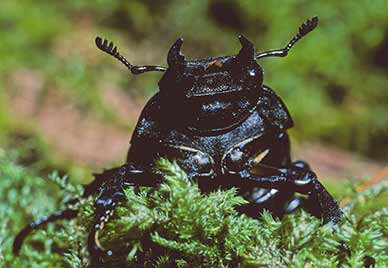 Female stag beetles can be  fearsome looking creatures, too