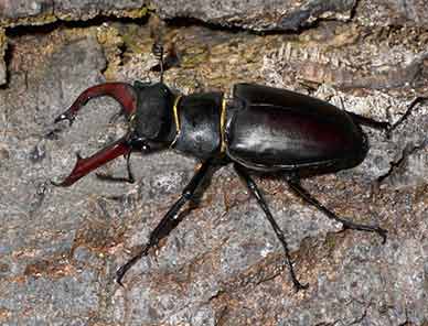 A male stag beetle (image courtesy of Paul Brock)