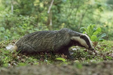 A badger on the prowl well before darkness falls