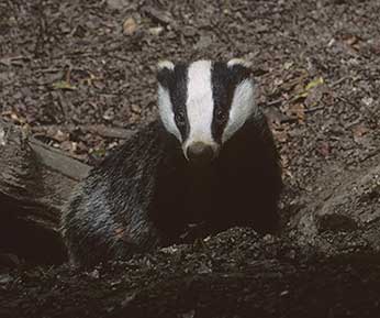 A badger emerges from its sett