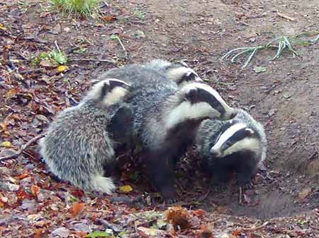 A sow and cubs head underground long after sunrise