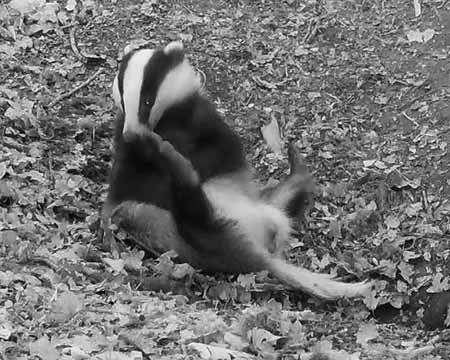 Modesty is at times forgotten when badgers feel the need to groom