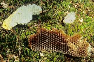 Remains of a badger feast - a honeycomb