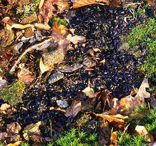 Badger latrine - droppings containing countless beetle wing-cases